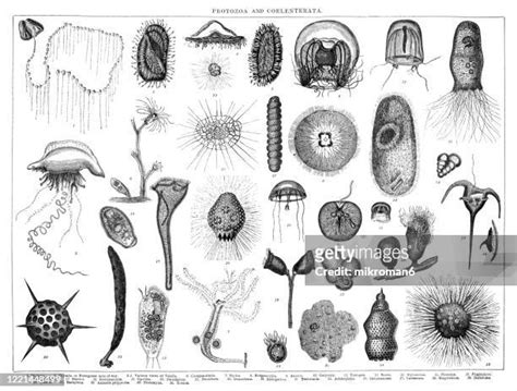 Entamoeba Histolytica Drawing Photos And Premium High Res Pictures Getty Images