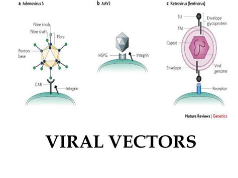 Ppt Viral Vectors Powerpoint Presentation Free Download Id3351099