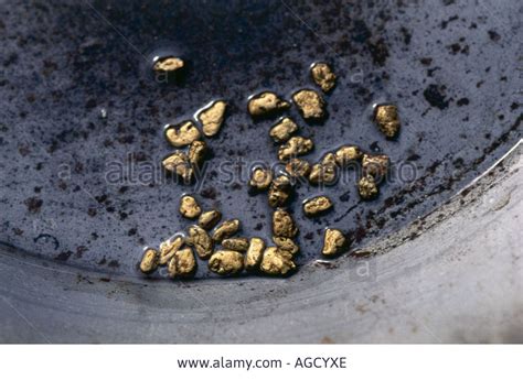 Stock Photo A Number Of Gold Nuggets In A Pan In Dawson City The