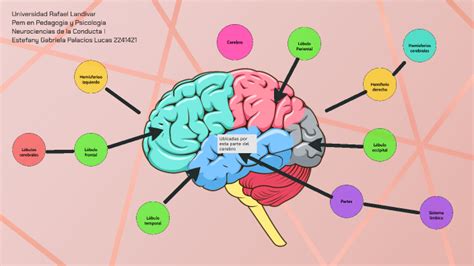 Maqueta Digitl Del Cerebro By Estefany Gabriela Palacios Lucas On Prezi