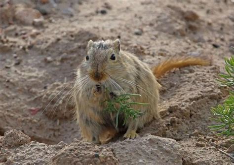 Gerbil Behavior - AnimalBehaviorCorner