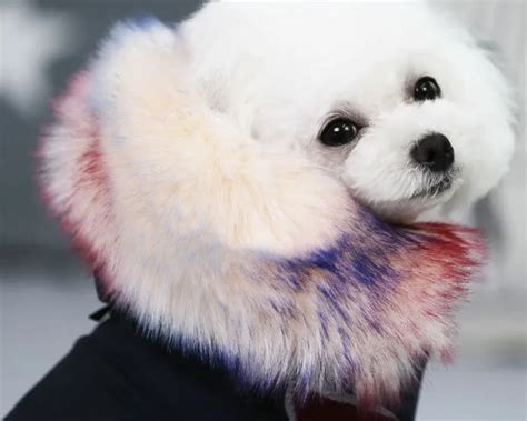 Winter Dog Clothes Luxury Faux Fur Collar Dog Coat For Small Dog Warm