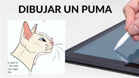 Como Dibujar Un Puma F Cil Youtube