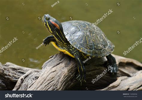 A Red-Eared Slider Turtle Basking In The Sun On A Dead Branch Stock ...