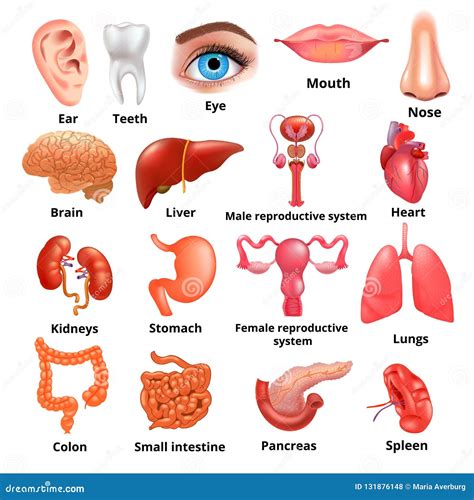 Vector Big Internal Organs Realistic Icon Set Stock Vector