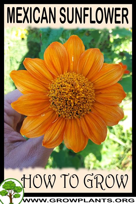 Mexican sunflower - How to grow & care