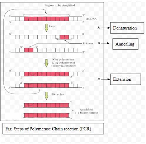 Pcr Diagram For Kids