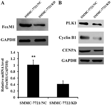 Mechanisms For Usp Regulating Tumor Growth Western Blot Analysis Was