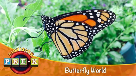 Butterfly World Virtual Field Trip Kidvision Pre K Youtube