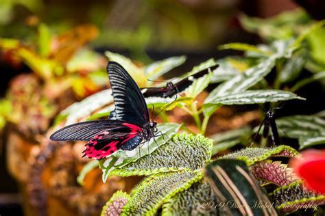 Dow Gardens Butterflies In Bloom Dave Michel Photography