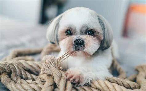 Shih Tzu Price Everything You Need To Know About The Precious Pup