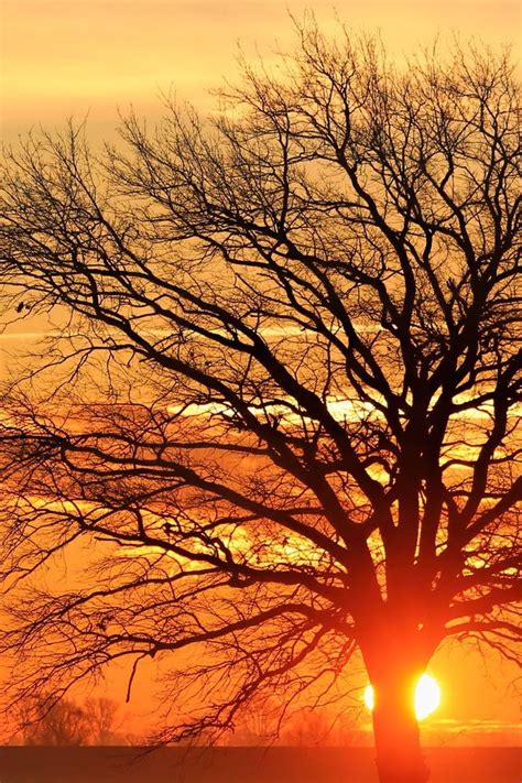 Silhouette Bare Tree Against Sky during Sunset