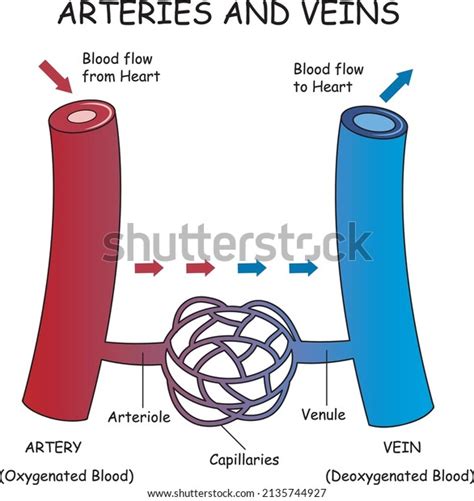 13 Artery Vs Vein Structure Diagram Images, Stock Photos, 3D objects ...