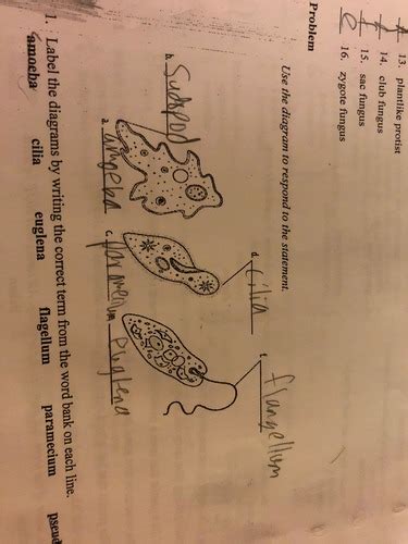 Protists Protozoa Flashcards Quizlet