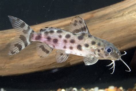 Florida Bred Synodontis Ocellifer Regular Size