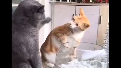 Cat Slapped Another While She Irritate Fish In Pond Video Viral On