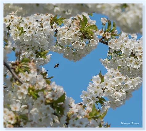 Entre Les Deux Mon Coeur Balance Cerisier En Fleurs Au J Flickr