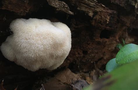 How To Grow Lion S Mane Mushrooms On Logs And Sawdust