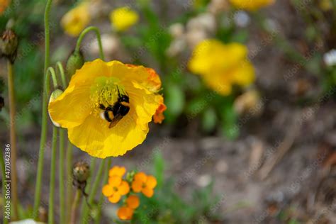 Landscape Of Papaver Nudicaule Iceland Poppy In Garten Der Welt Marzahn