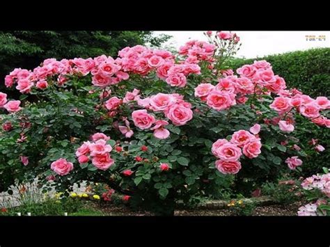 The Most Beautiful Rose Flowers In World Best Flower Site