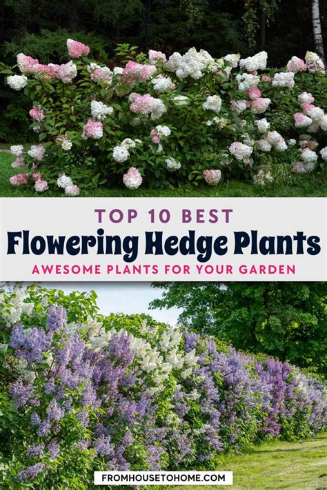 Flowering Hedge Plants Of The Best Bushes For Hedges Artofit