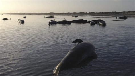 Mueren Un Centenar De Ballenas Varadas En Nueva Zelanda Nueva Zelanda