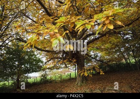 vier Jahreszeiten Kastanien Baum in einer Landschaft im Frühling