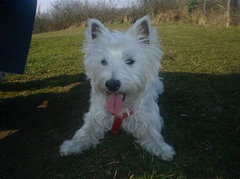 Cuanto Cuestan Los Cachorros Westie