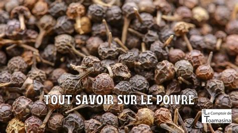 Tout Savoir Sur Le Poivre Le Comptoir De Toamasina