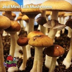 Jedi Mind Fuck Spores Psilocybin Circus