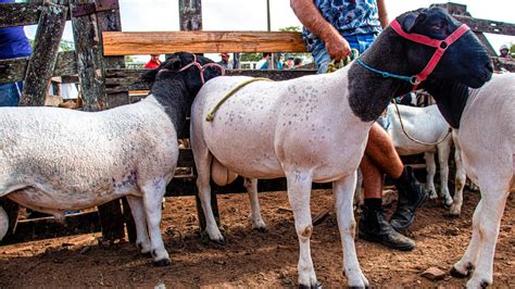 FEIRA DE CAPRINO OVINO E SUÍNOS EM CARUARU PE BODES DE DIVERSAS