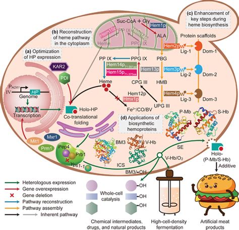 Engineering Strategies For Efficiently Synthesizing Highly Active