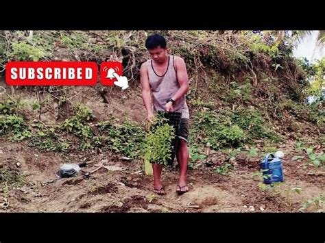 PAANO MAGTANIM NG SILING LABUYO PART 1 HOW TO PLANT SILING LABUYO