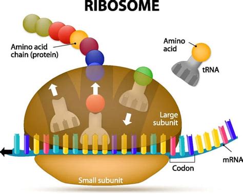 Mrna Translation Schematic Figure Of The Model For MRNA Translation