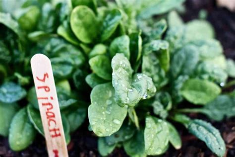 Grow Spinach Indoors (Pay Attention To These 7 Factors!)