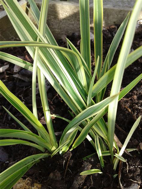 Phormium Duet Ashton Glen Perennial Nursery