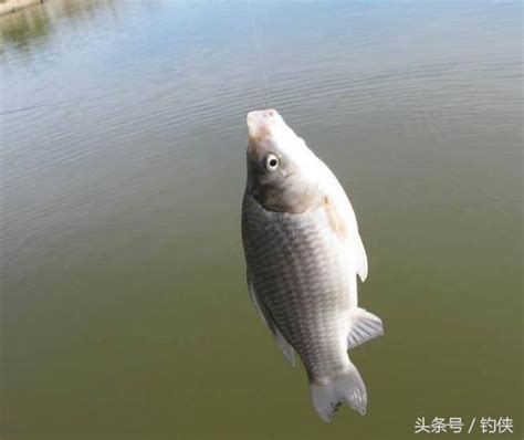 釣魚技巧：秋天釣鯽魚要注意的事項 每日頭條