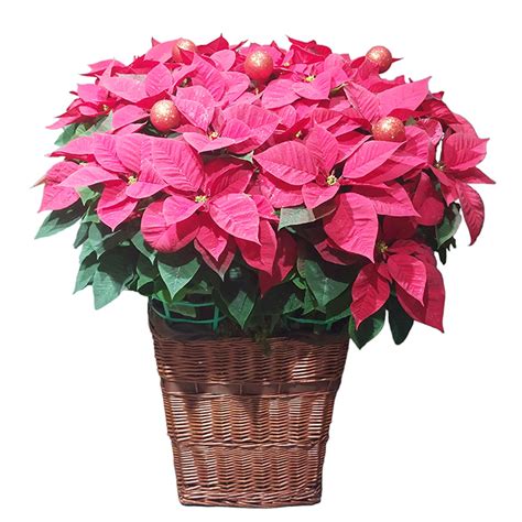 Fabulous Christmas Basket Fleurs De La Sagesse Beirut Lebanon