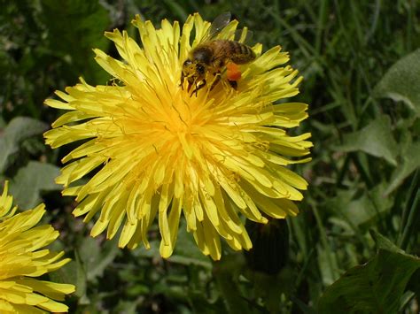 Initiative Baum Taraxacum Officinale Löwenzahn Pusteblume