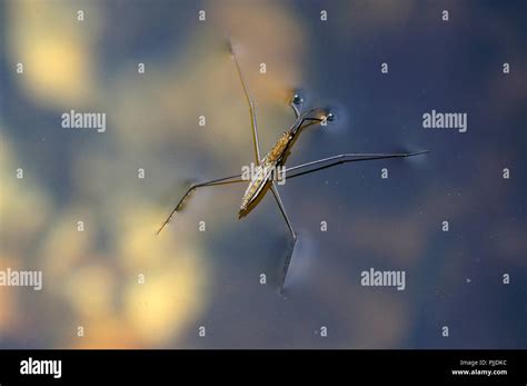 Common pond skater Stock Photo - Alamy