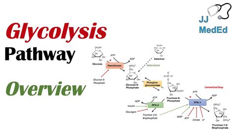 Glycolysis Pathway | Enzymes, Regulation and Products - YouTube