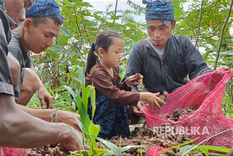 Panen Jahe Merah Petani Binaan Ydba Di Lebak Republika Online