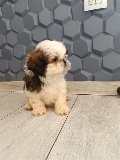 Szczeniak Piesek Shih Tzu Ukowa Olx Pl