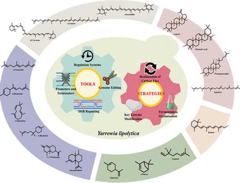 Metabolic Engineering Of Yarrowia Lipolytica For Terpenoid Production