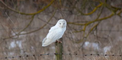 The Rare Albino Owl: Everything You Need To Know I OwlsFact