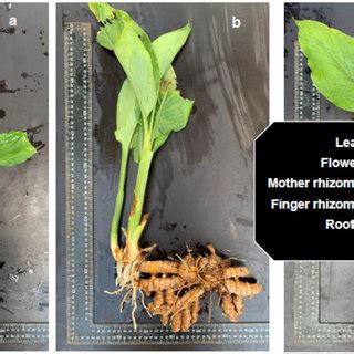 Rhizomes And Foliage Of The Three Turmeric Curcuma Longa Varieties