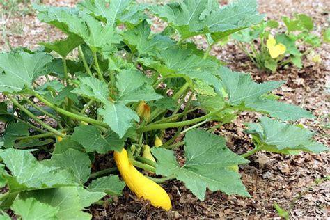 Yellow Squash On Plant Free Stock Photo - Public Domain Pictures