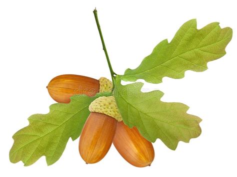 Pack Acorns Isolated Stock Photos Free Royalty Free Stock Photos