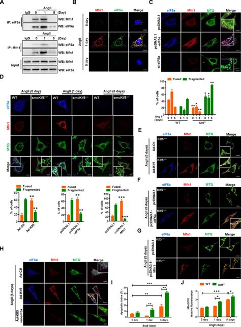 Duolink In Situ Proximity Ligation Assay Kit Pla Olink Bioscience Bioz