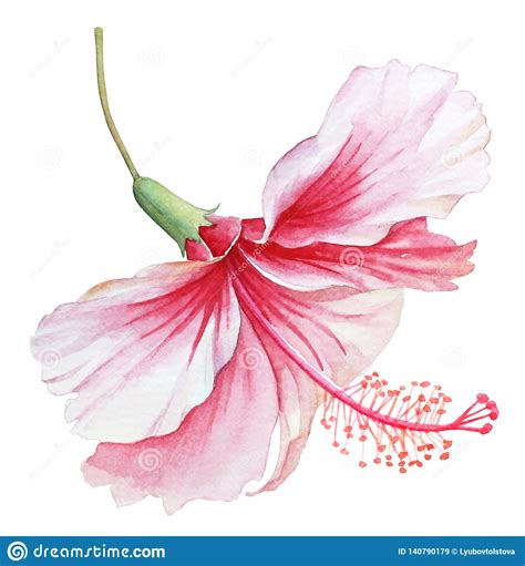 Watercolor White Pink Hibiscus Flower On White Background Stock Illustration Illustration Of